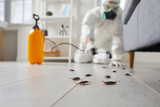 Post-Treatment Bed Bug Interceptor Monitoring in Blue Rapids